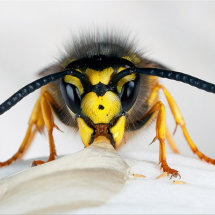 German Wasp © Darron Matthews ARPS EFIAP DPAGB BPE2*