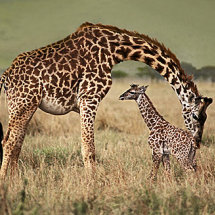 Giraffe cleaning new born