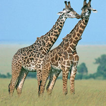 Giraffes greeting