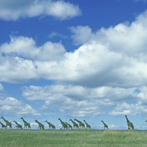 Herd of Common Giraffe