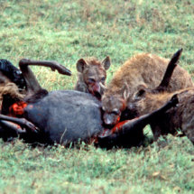 Hyenas disembowelling wildebeest