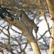 Leopard descending