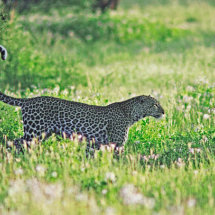 Leopard