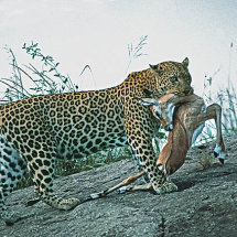 Leopard with Impala prey