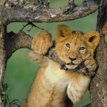 Lion cub in tree