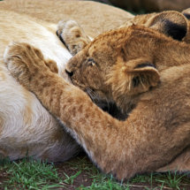 Lion cub suckling