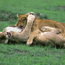 Lion cubs playing