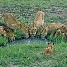 Lion pride drinking at a pool