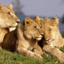 Lioness and two cubs on a termite mound
