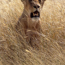 Lioness in long grass