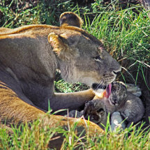 Lioness licking very young cubs