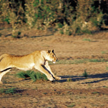 Lioness pursuing prey