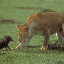 Lioness with baby warthog