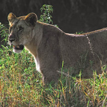 Lioness with rim lighting