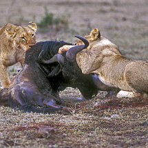 Lionesses killing Wildebeest