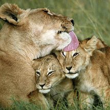 Lioness licking cubs