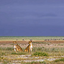 Lionesses on the plains of Amboseli