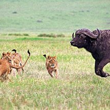Lions hunting bufallo