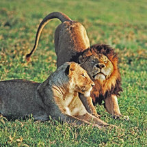 Lions preparing to mate