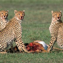 Look out hyena coming