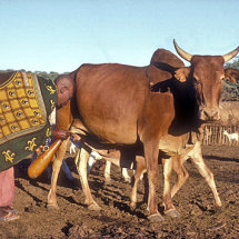 Maasai woman milking cow