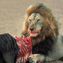 Male lion feeding on wildebeest