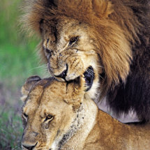 Male lion giving love bite to lioness