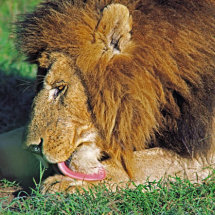 Male lion licking paw