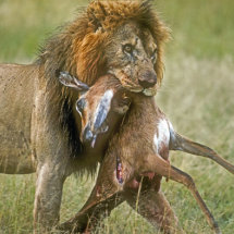 Male lion with impala prey