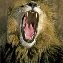 Male lion yawning