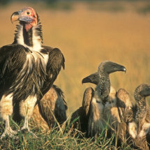 Lappet Faced Vulture with White Backed Vultures