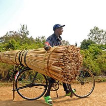 Papyrus by bike