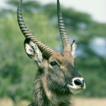 Portrait of Defassa Waterbuck