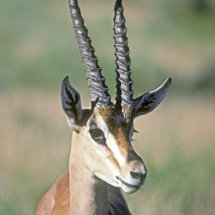 Portrait of Grants Gazelle