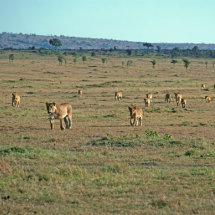 Pride of 16 lionesses and cubs on the move