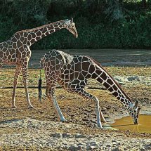 Reticulated Giraffe drinking