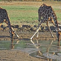 Reticulated Giraffe drinking