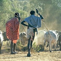 Samburu men and cattle