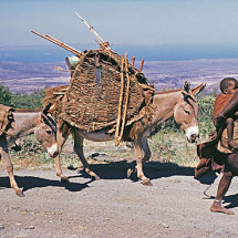 Samburu woman migrating