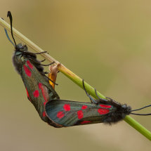 Six-Spot Burnet Mating © Darron Matthews ARPS EFIAP DPAGB BPE2*