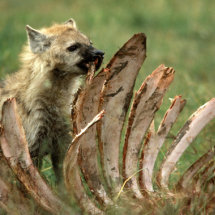 Spotted Hyaena eating Buffalo rib cage