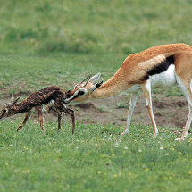Thomsons Gazelle cleans baby