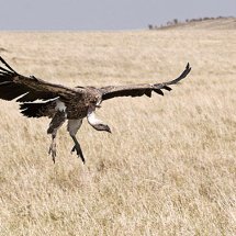 Vulture alighting