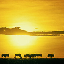 Wildebeest at sunset