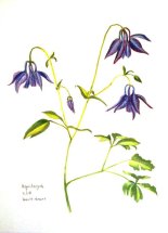 A to Z of Plants