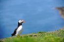 Puffin, Fratercula arctica Skomer Island Pembrokeshire