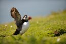 Puffin, Fratercula arctica Skomer Island Pembrokeshire