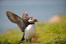Puffin, Fratercula arctica Skomer Island Pembrokeshire