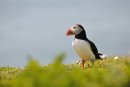 Puffin, Fratercula arctica Skomer Island Pembrokeshire