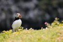 Puffin, Fratercula arctica Skomer Island Pembrokeshire